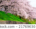 Cherry Blossoms	 21769630