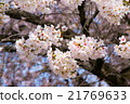 Cherry Blossoms	 21769633
