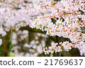 Cherry Blossoms	 21769637