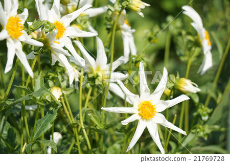 Summer representative flower Dahlia 21769728