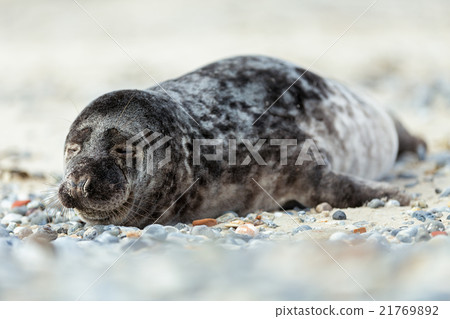 Young atlantic Grey Seal portrait 21769892