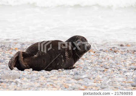 Young baby atlantic Grey Seal Young baby atlantic Grey Seal 21769893