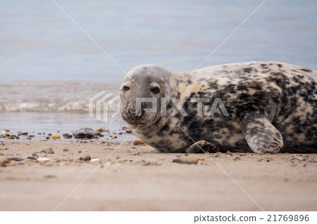 Young baby atlantic Grey Seal Young baby atlantic Grey Seal 21769896