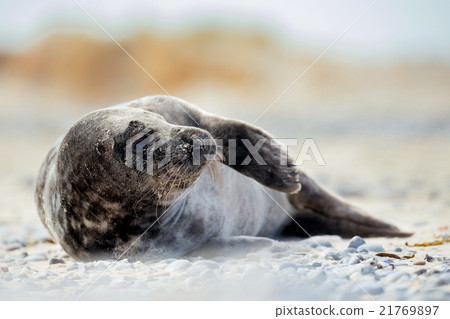 Young atlantic Grey Seal portrait 21769897
