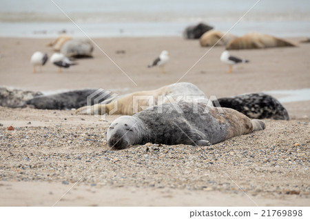 atlantic Grey Seal portrait atlantic Grey Seal portrait 21769898