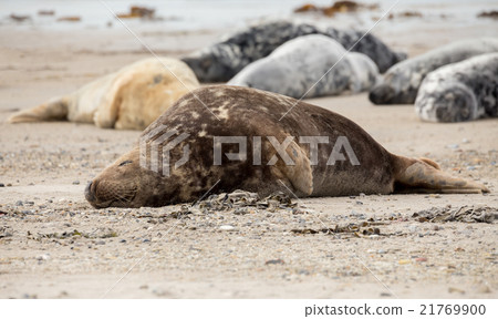 atlantic Grey Seal portrait atlantic Grey Seal portrait 21769900