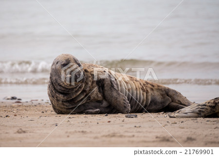 atlantic Grey Seal portrait 21769901