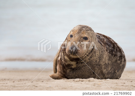 atlantic Grey Seal portrait atlantic Grey Seal portrait 21769902