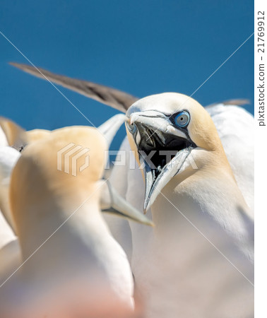 northern gannet sitting on the nest northern gannet sitting on the nest 21769912