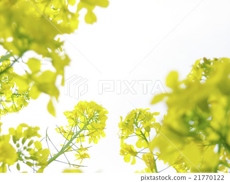 Rape blossoms Rape blossoms 21770122