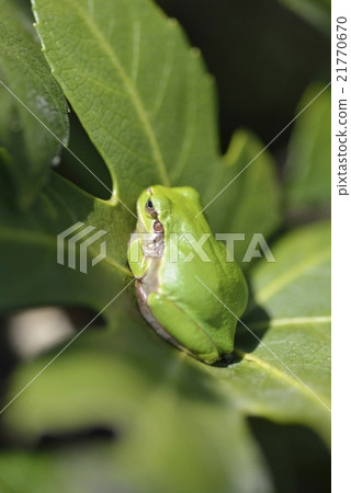 日本黑蛙 21770670