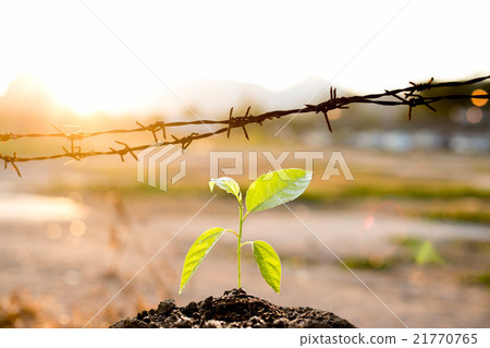 New life plant with barber wire 21770765