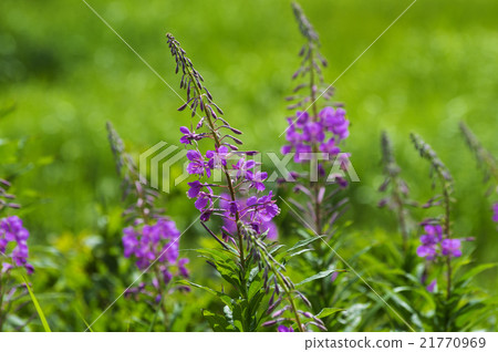 Yanagiran Yanagiran 21770969