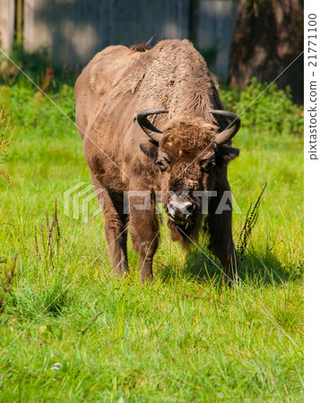 European wood bison in Bialowieza primeval forest 21771100