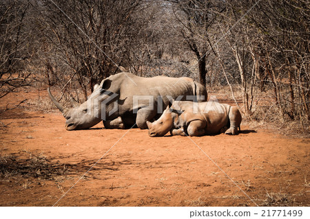 Mother White rhino with a baby Rhino 21771499
