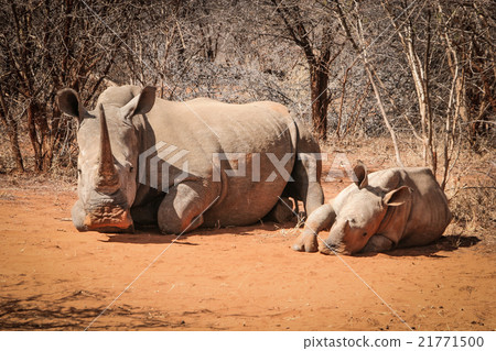 Mother White rhino with a baby Rhino 21771500