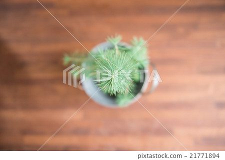 Room plants 21771894