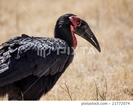 Southern ground hornbill 21772074
