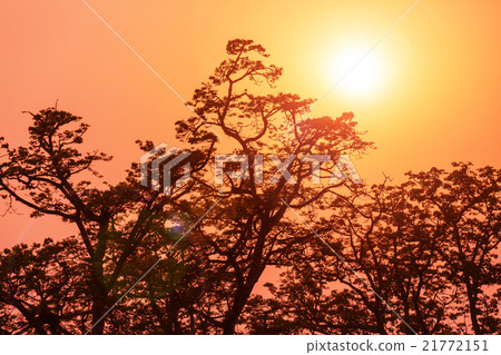 Nepal jungle 21772151