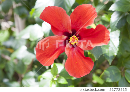 關島木槿的風景 21772315