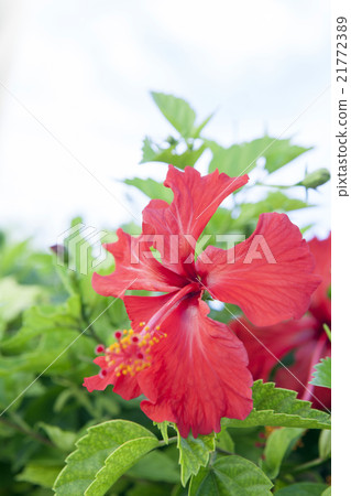 Hibiscus 21772389