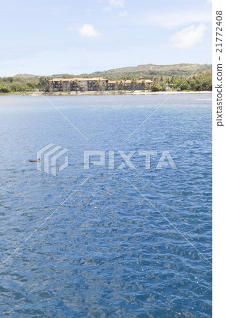 Dolphin watching Dolphin watching 21772408