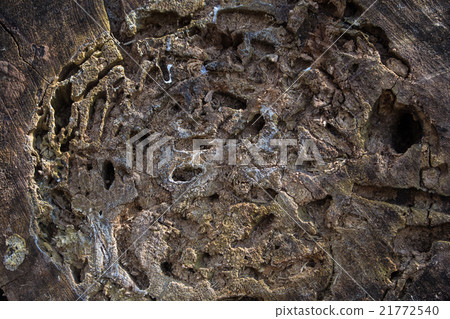 Cross section of a tree trunk 21772540