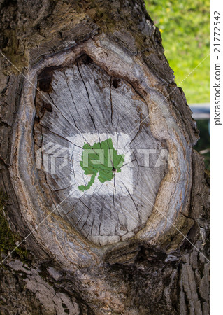 Tree with a painting of grape vine leaf 21772542