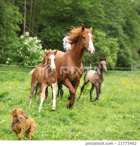 Beautiful mare and foal running with their herd Beautiful mare and foal running with their herd 21773482