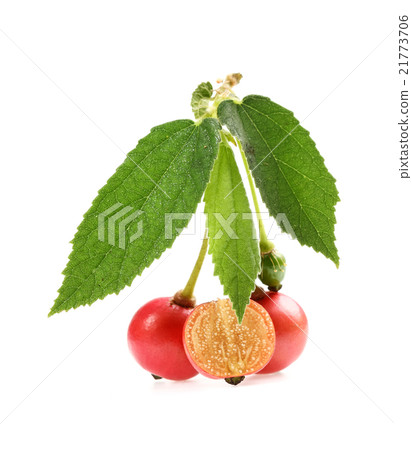 Takhop pak (thai name), Governor's plum Takhop pak (thai name), Governor's plum 21773706