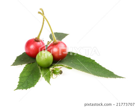 Takhop pak (thai name), Governor's plum Takhop pak (thai name), Governor's plum 21773707