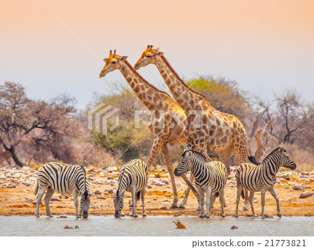Giraffes and zebras at waterhole 21773821