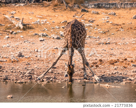 Giraffe drinking from waterhole Giraffe drinking from waterhole 21773836