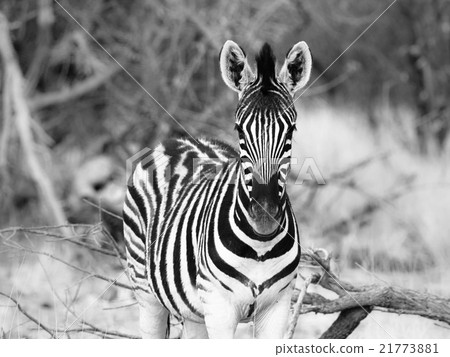 Young zebra front view 21773881