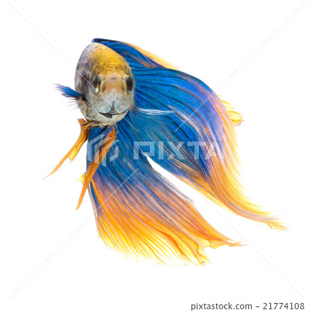 Betta fish, siamese fighting fish, betta splendens 21774108