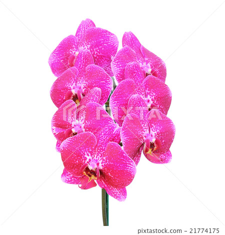 pink orchid flower isolated on white background 21774175