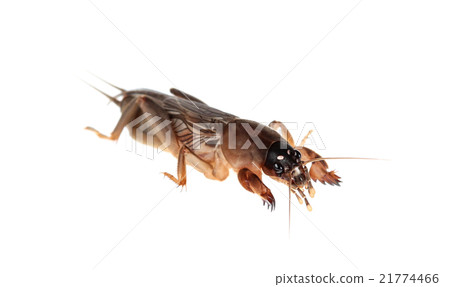 Mole cricket isolated on white (Gryllotalpidae) Mole cricket isolated on white (Gryllotalpidae) 21774466