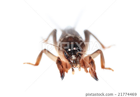 Mole cricket isolated on white (Gryllotalpidae) 21774469