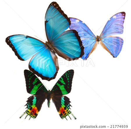 Multicolored butterflis frame Multicolored butterflis frame 21774939