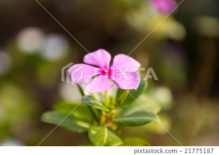 Madagascar periwinkle in garden 21775187
