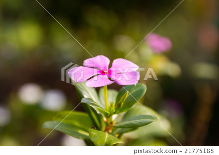 Madagascar periwinkle in garden 21775188