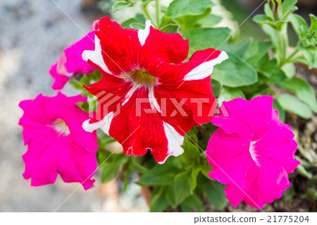 Colorful flowers 21775204