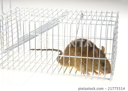 A mouse caught in captured basket 21775514