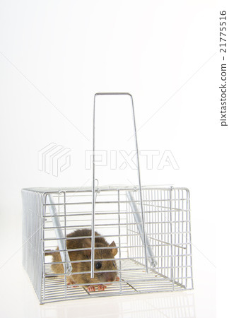 A mouse caught in captured basket A mouse caught in captured basket 21775516