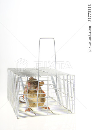 A mouse caught in captured basket A mouse caught in captured basket 21775518