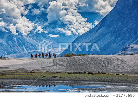 Tourists riding camels 21775696