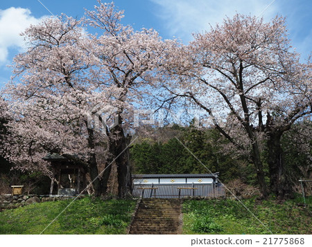 Cherry blossoms of Eikangoin Cherry blossoms of Eikangoin 21775868
