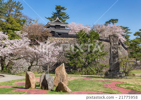 松江城堡在春天 松江城堡在春天 21775958