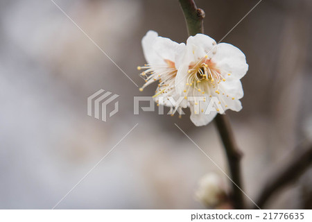 Hakubai Hakubai 21776635