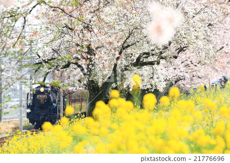 秩父鐵道“櫻花堤上的SL古特快” 秩父鐵道“櫻花堤上的SL古特快” 21776696